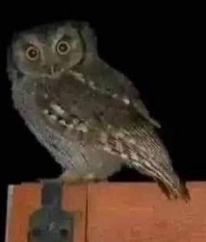 Búho en un fondo oscuro