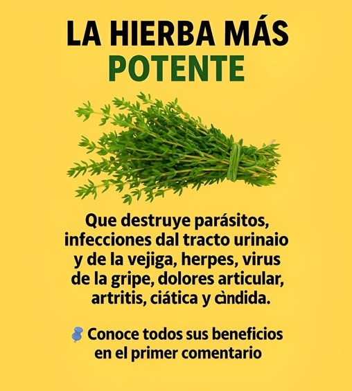 Manojo de hierbas a base de tomillo