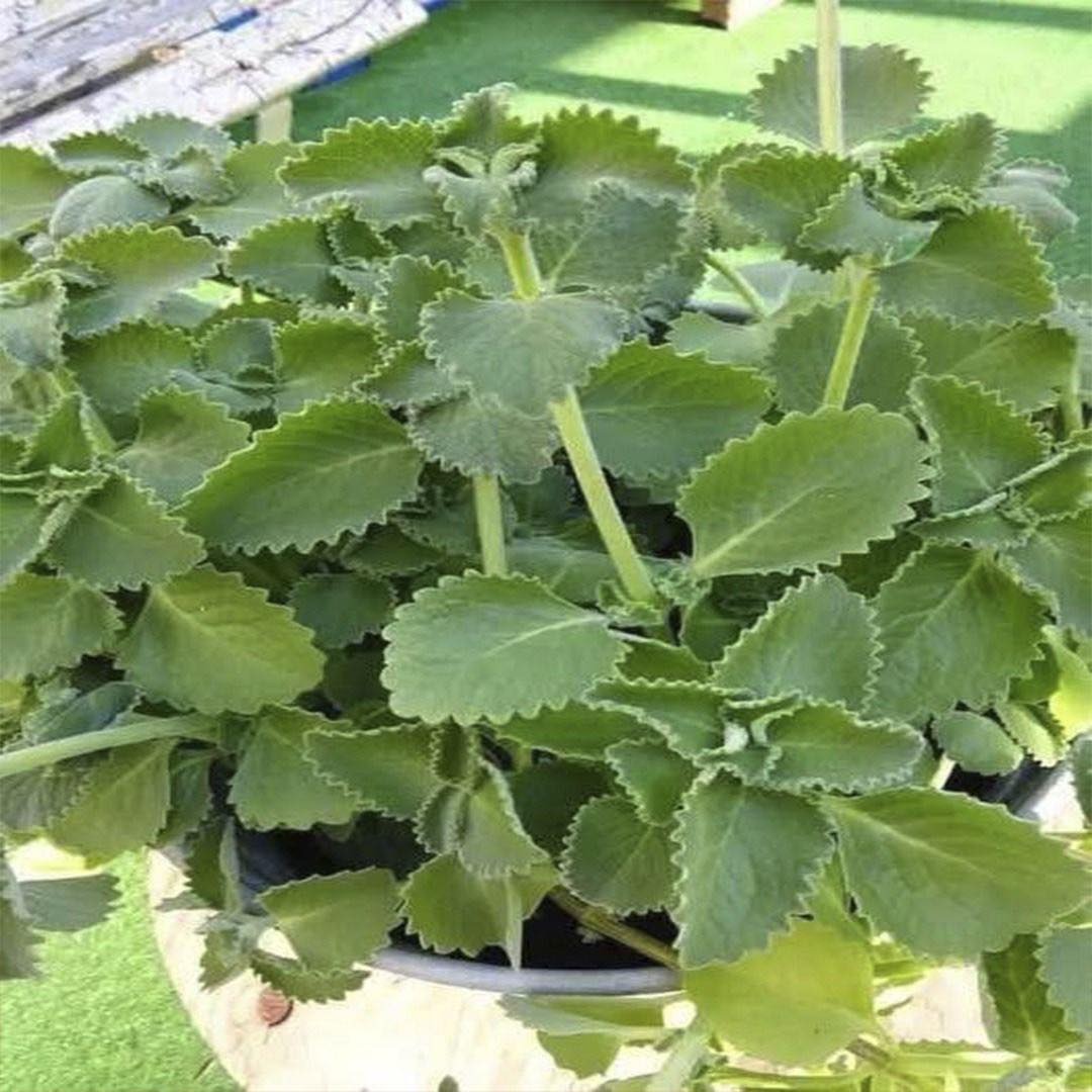 Orégano cubano o planta de menta mexicana