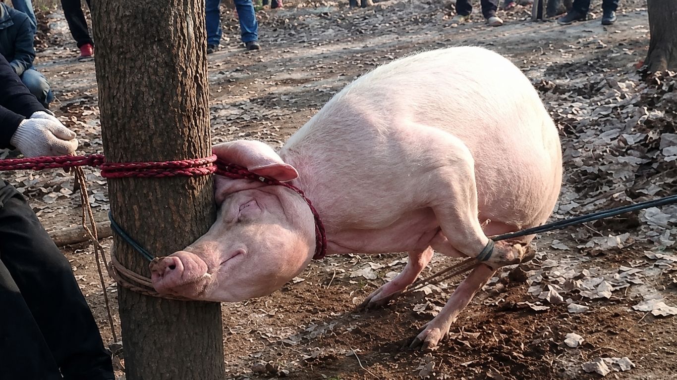 Niño es devorado por una cerda protectora