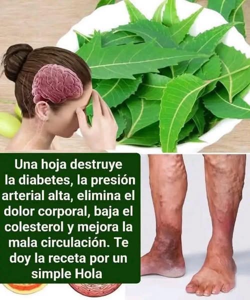 Beneficios de las hojas de neem: propiedades, usos y precauciones