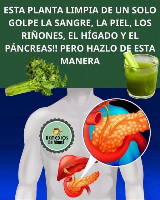 apio para los riñones y el hígado