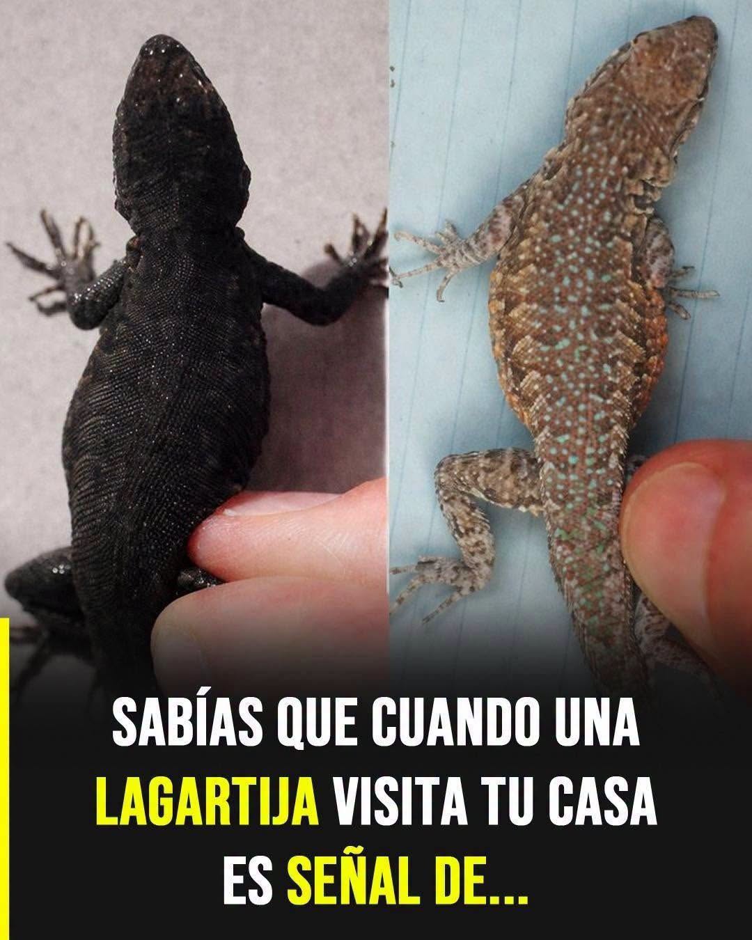 Título SEO: Qué significa que una lagartija entre a tu casa: simbolismo y realidad